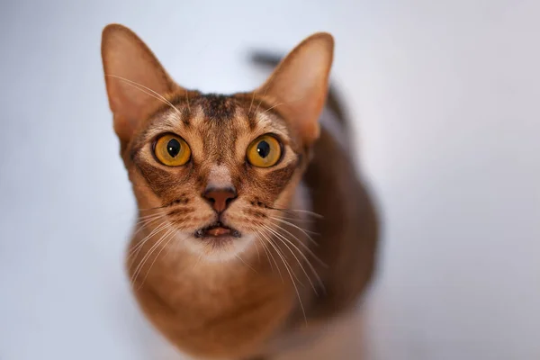 Śliczne rude Abyssinian siedzi na podłodze w mieszkaniu. — Zdjęcie stockowe