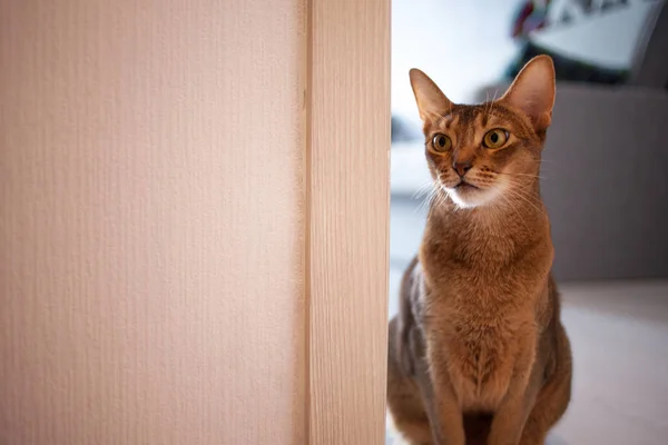 Carino gatto rosso razza abissina seduto sul pavimento in appartamento . — Foto Stock