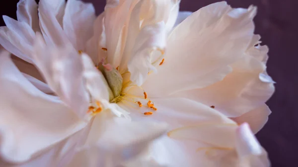 Vit fluffig bleknande pion, romantisk dekadens koncept — Stockfoto