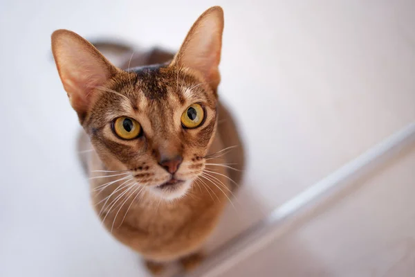 Cute redhead Abyssinian sitting on the floor in the apartment. — Stock Photo, Image
