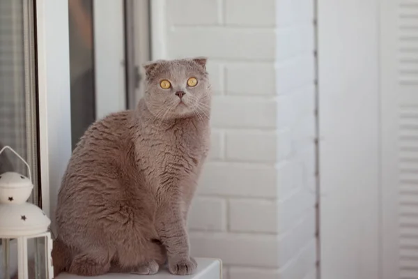 Gatto grigio molto sorpreso, faccia divertente animale domestico — Foto Stock