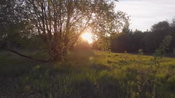 Zoom avant sur un grand arbre avec une couronne luxuriante et un nichoir, coucher de soleil . — Video