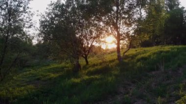 Akşamları parkta ağaçlar. Treetops aracılığıyla güneş ışığı,