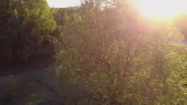 Árvores no Parque, a vista de cima. rotação da câmera em torno da árvore — Vídeo de Stock