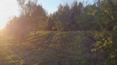 Akşamları parkta ağaçlar. Treetops aracılığıyla güneş ışığı,