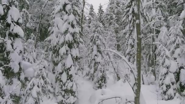 Bosque de coníferas en invierno, pino cubierto de nieve, frío paisaje invernal — Vídeo de stock