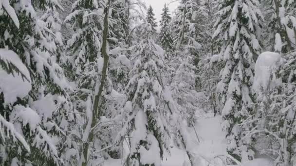 Floresta de coníferas no inverno, pinho coberto de neve, paisagem fria de inverno — Vídeo de Stock