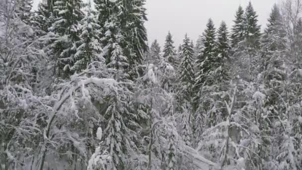 冬の針葉の森、雪に覆われた松、寒い冬の風景 — ストック動画