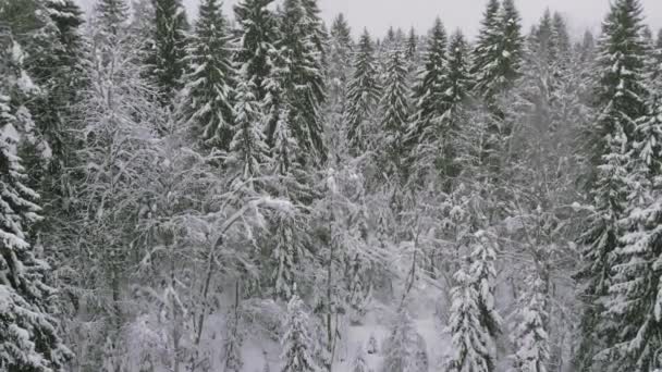 冬の針葉の森、雪に覆われた松、寒い冬の風景 — ストック動画