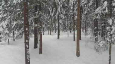 Kış aylarında iğne yapraklı orman, kar ile kaplı çam, soğuk kış manzara