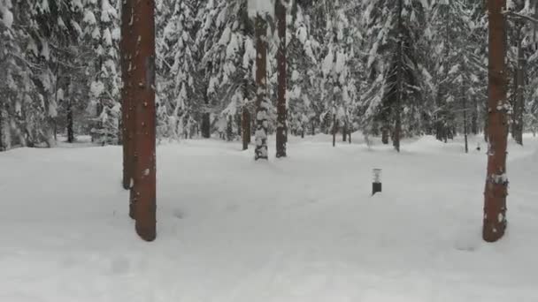 Bosque de coníferas en invierno, pino cubierto de nieve, frío paisaje invernal — Vídeo de stock