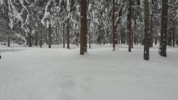 Bosque de coníferas en invierno, pino cubierto de nieve, frío paisaje invernal — Vídeos de Stock