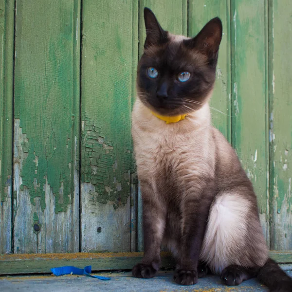 Beau chat aux yeux bleus dans un collier, assis contre un mur en bois — Photo