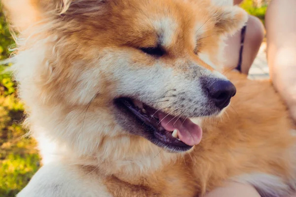 Kırmızı kabarık köpek ırkı Akita inu, sokakta evcil hayvan — Stok fotoğraf