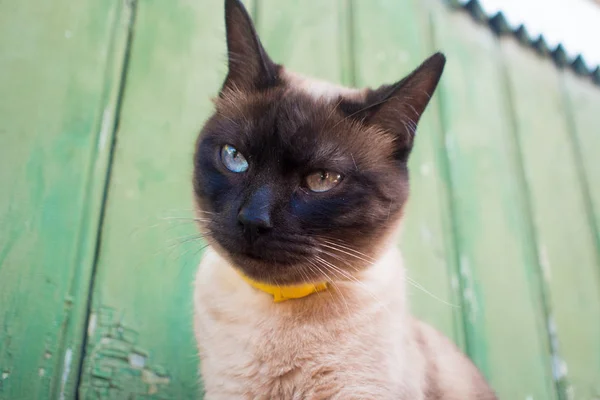Vacker blåögda katt i en krage, sitter mot en trävägg — Stockfoto