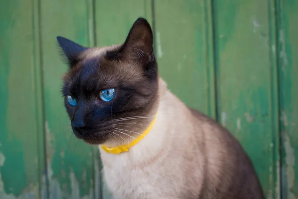 Beau chat aux yeux bleus dans un collier, assis contre un mur en bois — Photo