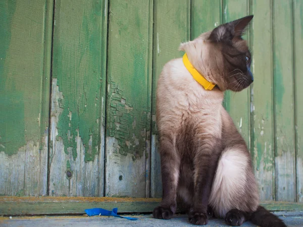 Beau chat aux yeux bleus dans un collier, assis contre un mur en bois — Photo