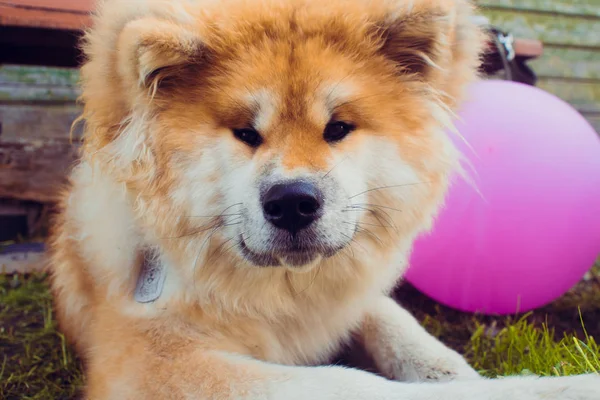 Rote flauschige Hunderasse akita inu, Haustier auf der Straße — Stockfoto