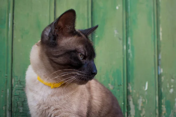 Belo gato de olhos azuis em um colarinho, sentado contra uma parede de madeira — Fotografia de Stock