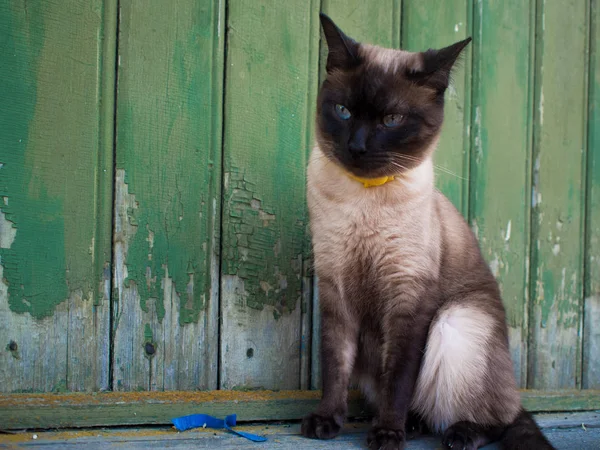 Belo gato de olhos azuis em um colarinho, sentado contra uma parede de madeira — Fotografia de Stock