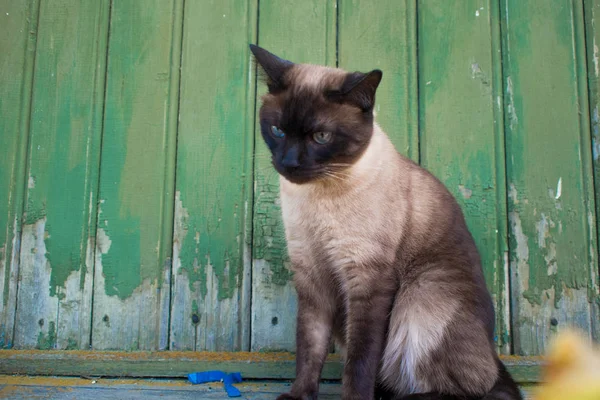 Beau chat aux yeux bleus dans un collier, assis contre un mur en bois — Photo