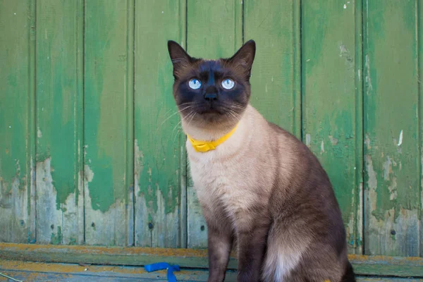 Schöne blauäugige Katze im Halsband, die an einer Holzwand sitzt — Stockfoto