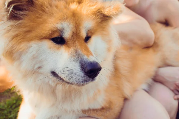 Rosso soffice cane razza Akita inu, animale domestico per strada — Foto Stock