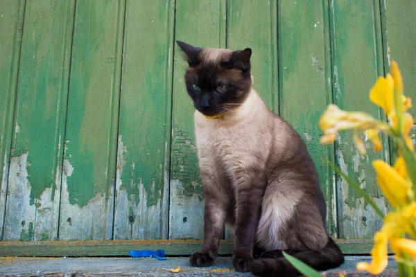 Beau chat aux yeux bleus dans un collier, assis contre un mur en bois — Photo