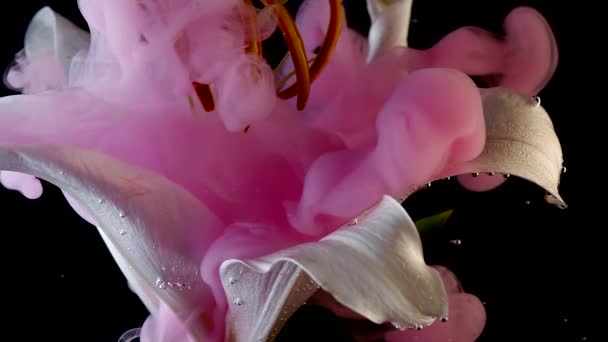 Giglio bianco sott'acqua, di colore rosa circonda il fiore . — Video Stock