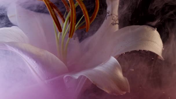 明亮的粉红色墨水和白色百合花。在百合花瓣之间在水中绘画 — 图库视频影像