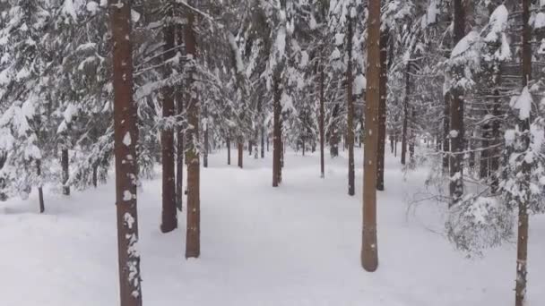 Nadelwald im Winter, schneebedeckte Kiefern, kalte Winterlandschaft — Stockvideo