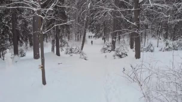 Bosco invernale, la gente cammina lungo il sentiero. Un sacco di neve, cumuli di neve e alberi nella neve — Video Stock