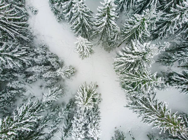 Bosque de coníferas en invierno, pino cubierto de nieve, frío paisaje invernal — Foto de Stock