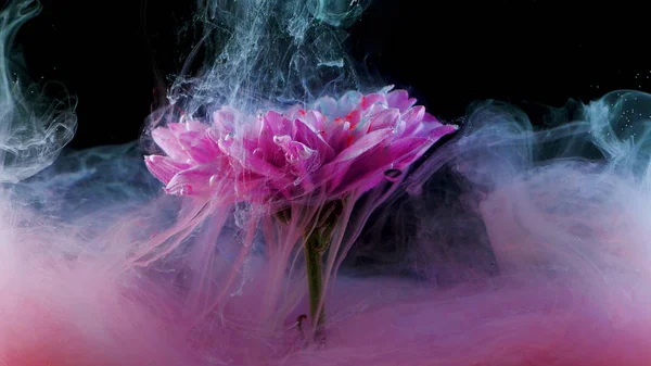 水の下の花と色のインクのスプラッシュ、明るい色 — ストック写真