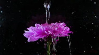 Su pembe bir çiçeğe dökülür, su damlar ve yapraklardan damlar.,