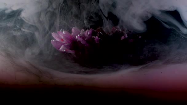 Цветок под водой и брызги цветных чернил, яркие цвета — стоковое видео