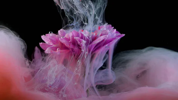 Fleur sous l'eau et éclaboussures d'encre colorée, couleurs vives — Photo