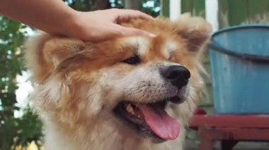Kırmızı kabarık köpek ırkı Akita inu, sokakta bir evcil hayvan