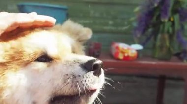 Kırmızı kabarık köpek ırkı Akita inu, sokakta bir evcil hayvan