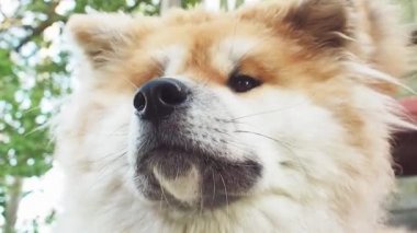 Kırmızı kabarık köpek ırkı Akita inu, sokakta bir evcil hayvan
