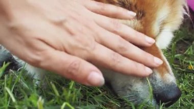 Kırmızı kabarık köpek ırkı Akita inu, sokakta bir evcil hayvan