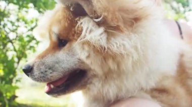 Kırmızı kabarık köpek ırkı Akita inu, sokakta bir evcil hayvan