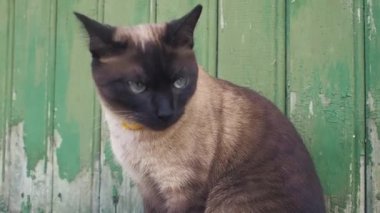 Bir yaka güzel mavi gözlü kedi, ülkede ahşap bir duvara karşı oturan