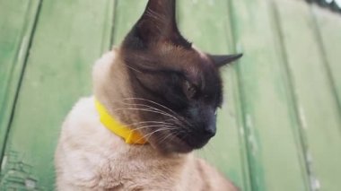 Bir yaka güzel mavi gözlü kedi, ülkede ahşap bir duvara karşı oturan