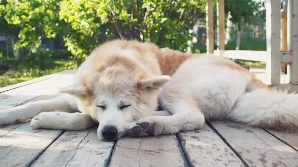 赤いふわふわの犬が通りにペットの秋田犬を寝そべっている。 — ストック動画