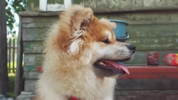 Kırmızı kabarık köpek ırkı Akita inu, sokakta bir evcil hayvan — Stok video