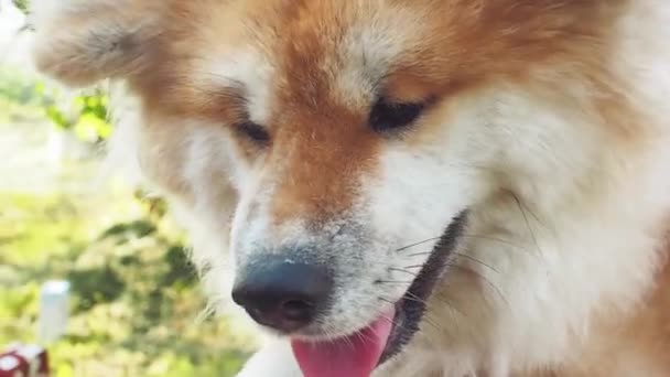Красная пушистая собака породы Акита Ину, домашнее животное на улице — стоковое видео