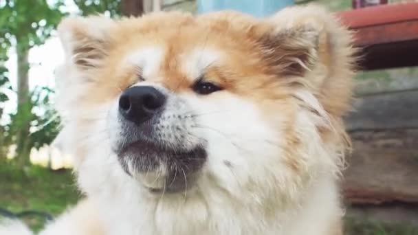 Red fluffy dog breed Akita inu, a pet on the street — Stock Video