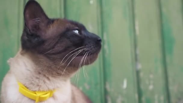 Красивый голубоглазый кот в воротнике, сидит у деревянной стены в деревне — стоковое видео