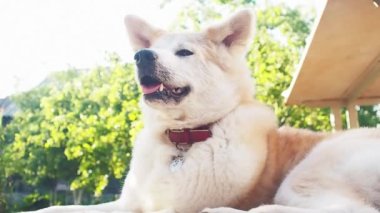 Bir yaka güzel mavi gözlü kedi, ülkede ahşap bir duvara karşı oturan